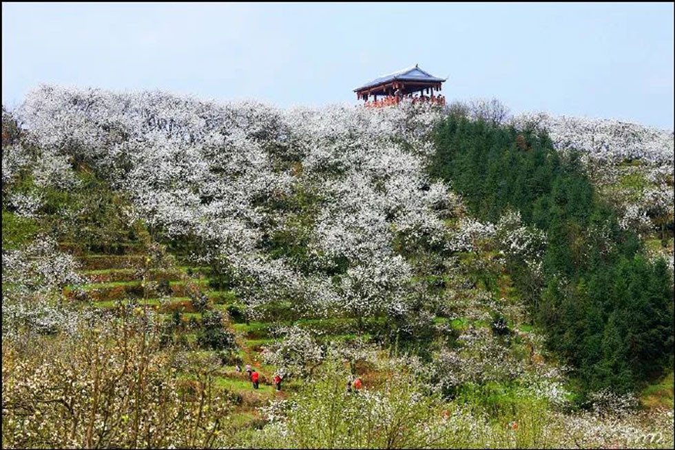 【春天，广西桂林灌阳县向您发出邀请！】我们在灌阳看梨花 - 游山玩水 - 南平生活社区 - 南平28生活网 np.28life.net