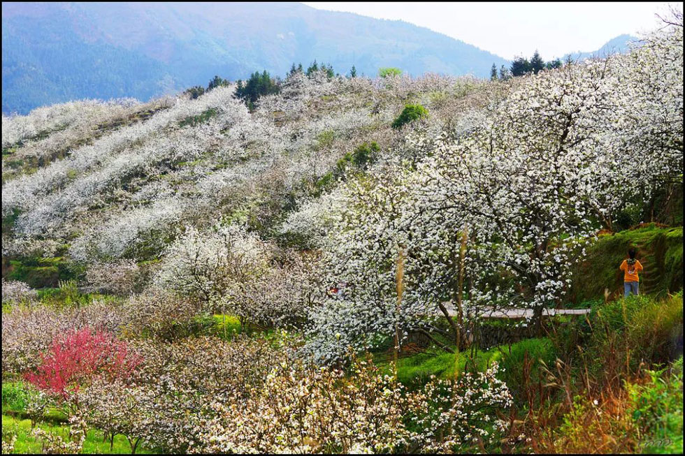 【春天，广西桂林灌阳县向您发出邀请！】我们在灌阳看梨花 - 游山玩水 - 南平生活社区 - 南平28生活网 np.28life.net