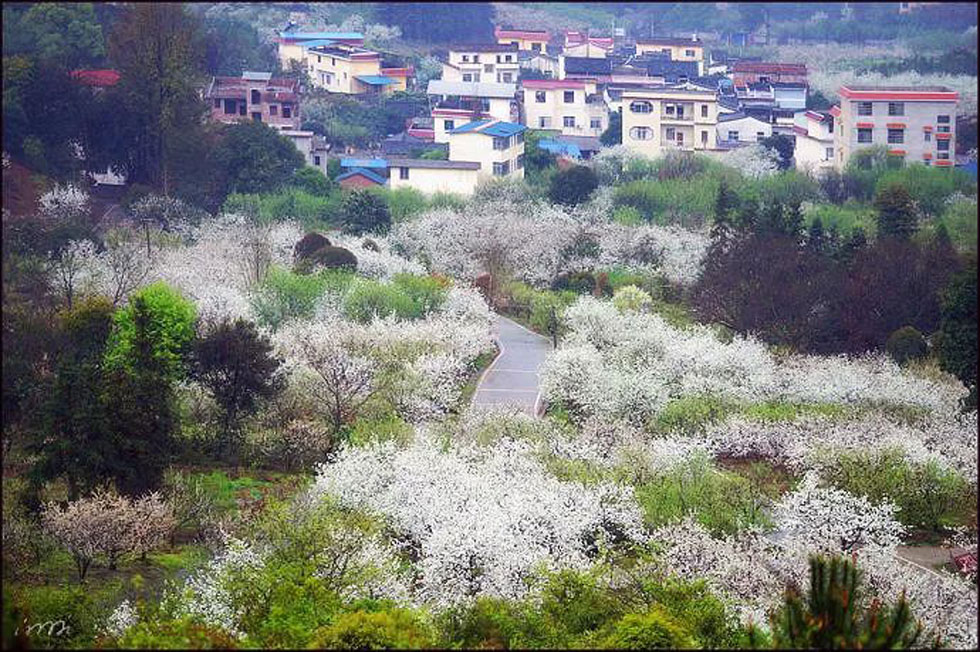 【春天，广西桂林灌阳县向您发出邀请！】我们在灌阳看梨花 - 游山玩水 - 南平生活社区 - 南平28生活网 np.28life.net