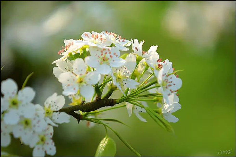 【春天，广西桂林灌阳县向您发出邀请！】我们在灌阳看梨花 - 游山玩水 - 南平生活社区 - 南平28生活网 np.28life.net