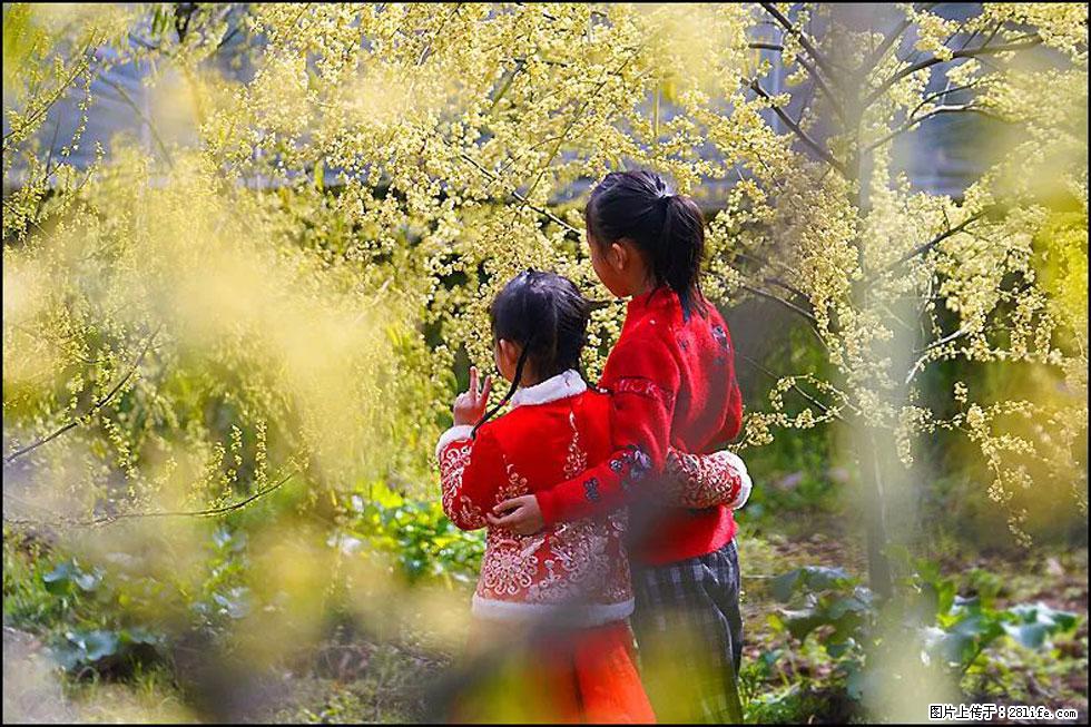【春天，广西桂林灌阳县向您发出邀请！】米珠山前有片山苍子花在飘香 - 游山玩水 - 南平生活社区 - 南平28生活网 np.28life.net