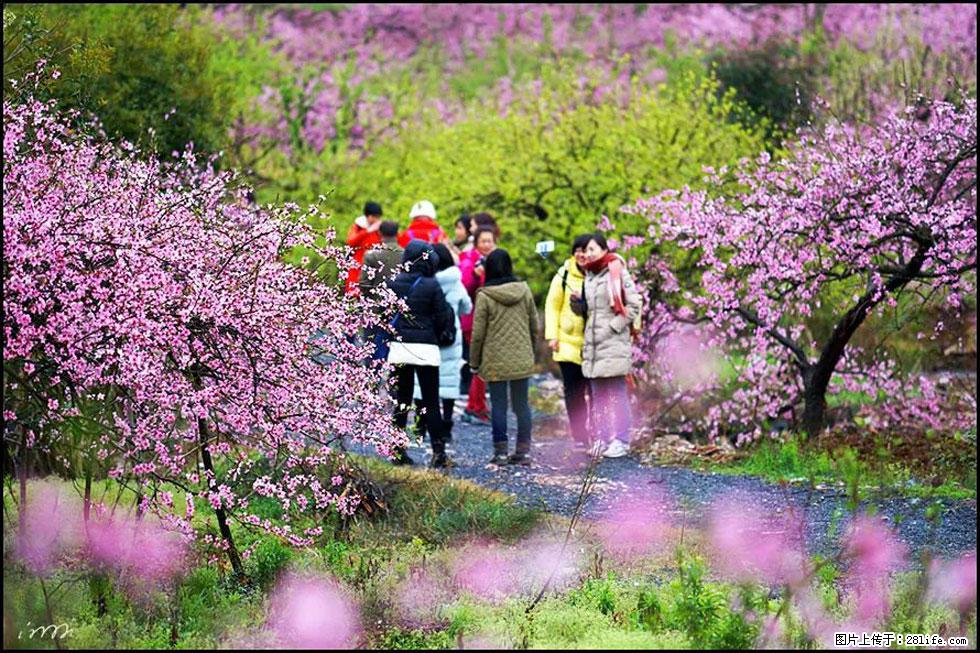 【春天，广西桂林灌阳县向您发出邀请！】官庄村有个醉美的桃花园 - 游山玩水 - 南平生活社区 - 南平28生活网 np.28life.net
