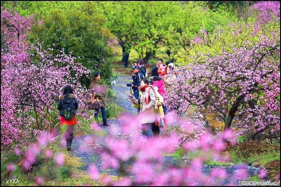 【春天，广西桂林灌阳县向您发出邀请！】官庄村有个醉美的桃花园 - 游山玩水 - 南平生活社区 - 南平28生活网 np.28life.net