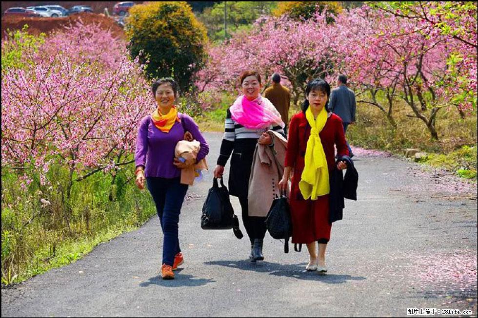 【春天，广西桂林灌阳县向您发出邀请！】官庄村有个醉美的桃花园 - 游山玩水 - 南平生活社区 - 南平28生活网 np.28life.net