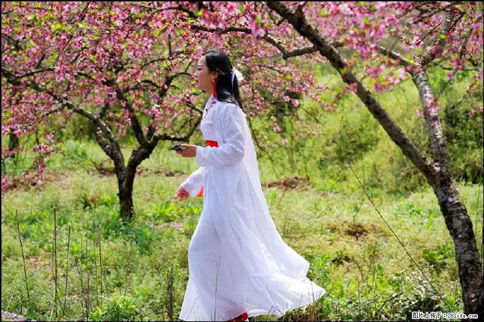 【春天，广西桂林灌阳县向您发出邀请！】官庄村有个醉美的桃花园 - 游山玩水 - 南平生活社区 - 南平28生活网 np.28life.net