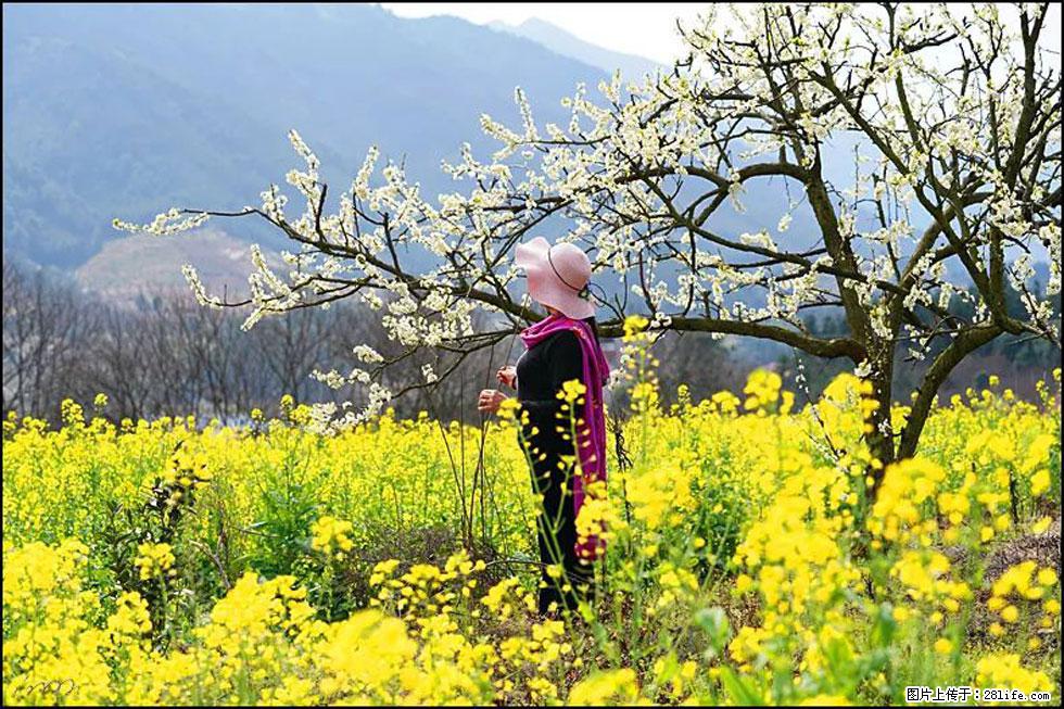 【春天，广西桂林灌阳县向您发出邀请！】长坪村油菜盛情花开 - 游山玩水 - 南平生活社区 - 南平28生活网 np.28life.net