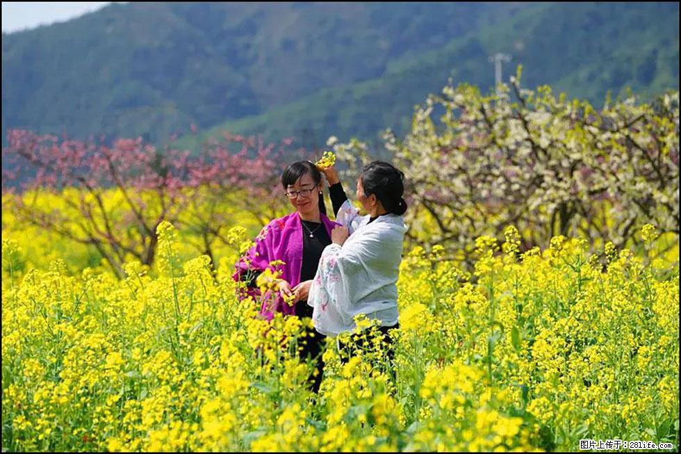 【春天，广西桂林灌阳县向您发出邀请！】长坪村油菜盛情花开 - 游山玩水 - 南平生活社区 - 南平28生活网 np.28life.net