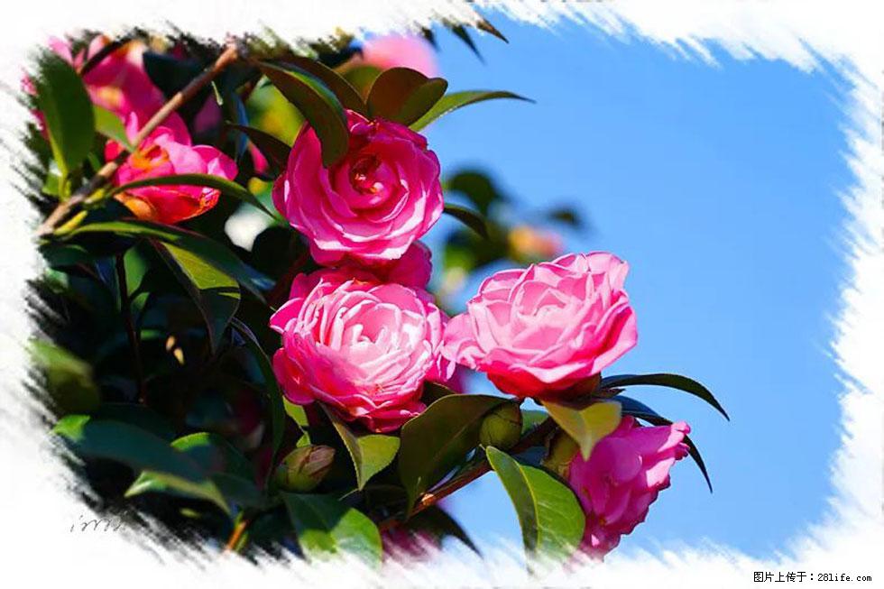 【春天，广西桂林灌阳县向您发出邀请！】杨柳井茶花惹人爱 - 游山玩水 - 南平生活社区 - 南平28生活网 np.28life.net