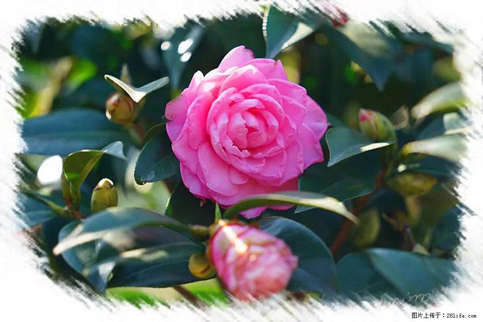 【春天，广西桂林灌阳县向您发出邀请！】杨柳井茶花惹人爱 - 游山玩水 - 南平生活社区 - 南平28生活网 np.28life.net