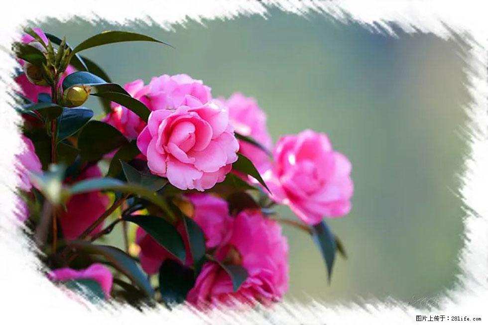 【春天，广西桂林灌阳县向您发出邀请！】杨柳井茶花惹人爱 - 游山玩水 - 南平生活社区 - 南平28生活网 np.28life.net