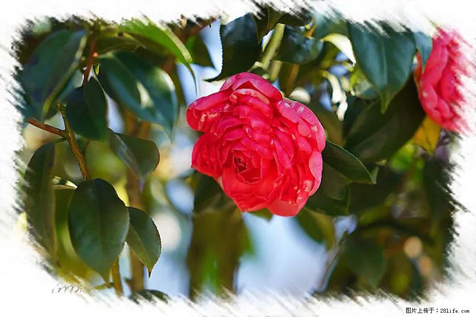 【春天，广西桂林灌阳县向您发出邀请！】杨柳井茶花惹人爱 - 游山玩水 - 南平生活社区 - 南平28生活网 np.28life.net