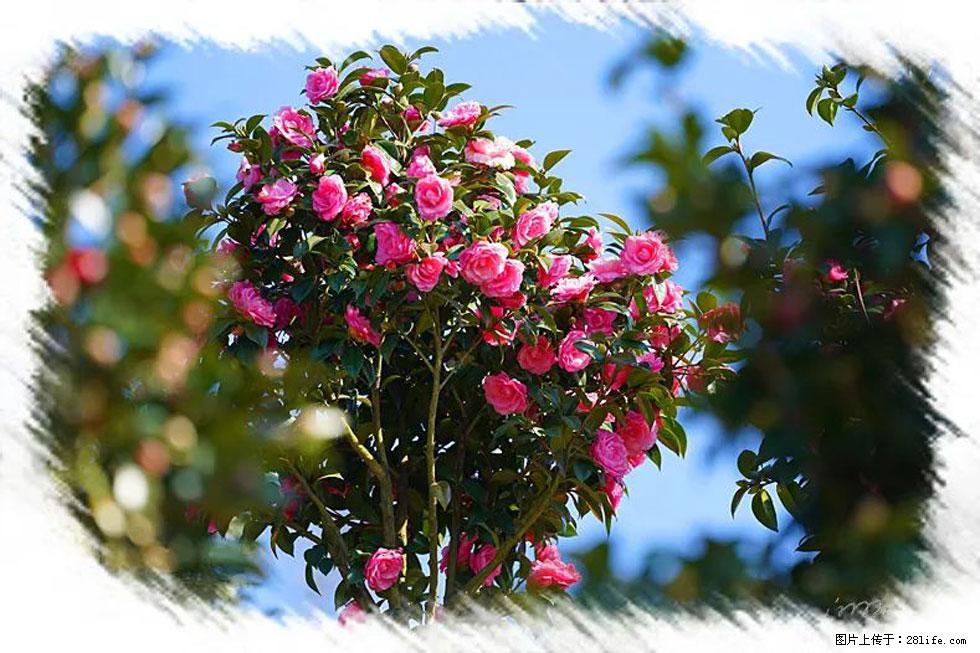 【春天，广西桂林灌阳县向您发出邀请！】杨柳井茶花惹人爱 - 游山玩水 - 南平生活社区 - 南平28生活网 np.28life.net