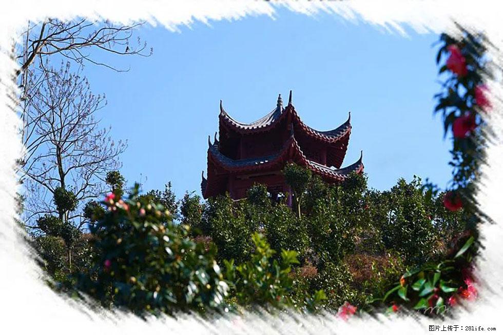 【春天，广西桂林灌阳县向您发出邀请！】杨柳井茶花惹人爱 - 游山玩水 - 南平生活社区 - 南平28生活网 np.28life.net