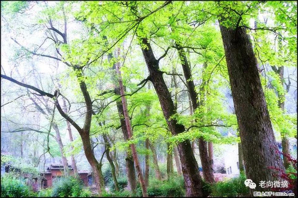 【春天，广西桂林灌阳县向您发出邀请！】在小龙村与春天约会 - 游山玩水 - 南平生活社区 - 南平28生活网 np.28life.net