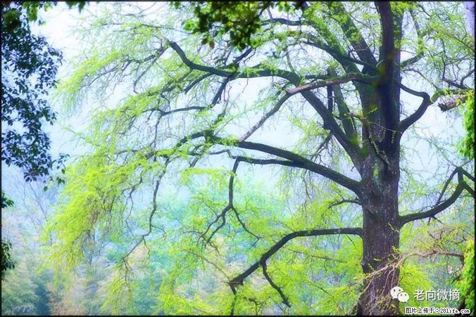 【春天，广西桂林灌阳县向您发出邀请！】在小龙村与春天约会 - 游山玩水 - 南平生活社区 - 南平28生活网 np.28life.net