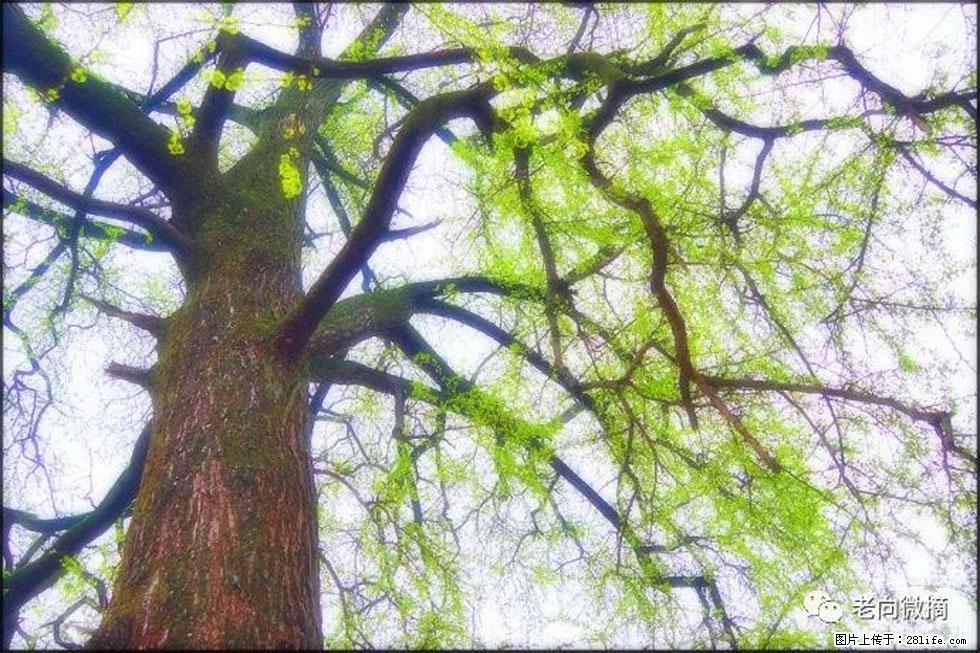 【春天，广西桂林灌阳县向您发出邀请！】在小龙村与春天约会 - 游山玩水 - 南平生活社区 - 南平28生活网 np.28life.net