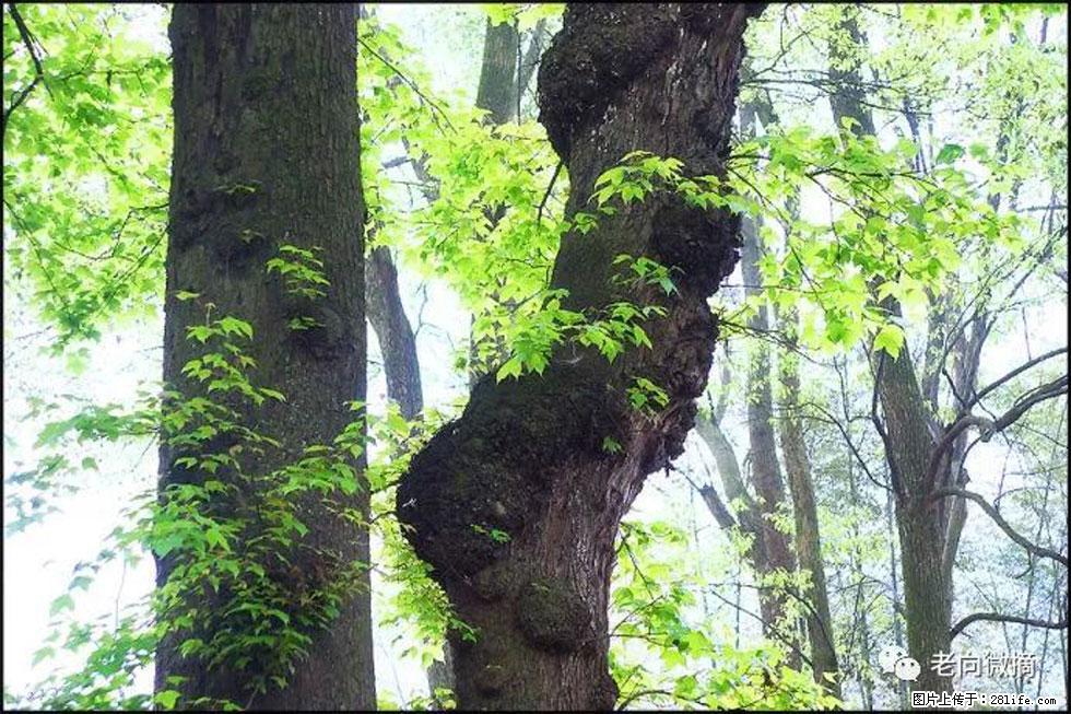 【春天，广西桂林灌阳县向您发出邀请！】在小龙村与春天约会 - 游山玩水 - 南平生活社区 - 南平28生活网 np.28life.net