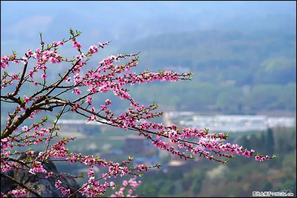 【春天，广西桂林灌阳县向您发出邀请！】望月岭上桃花开 - 游山玩水 - 南平生活社区 - 南平28生活网 np.28life.net