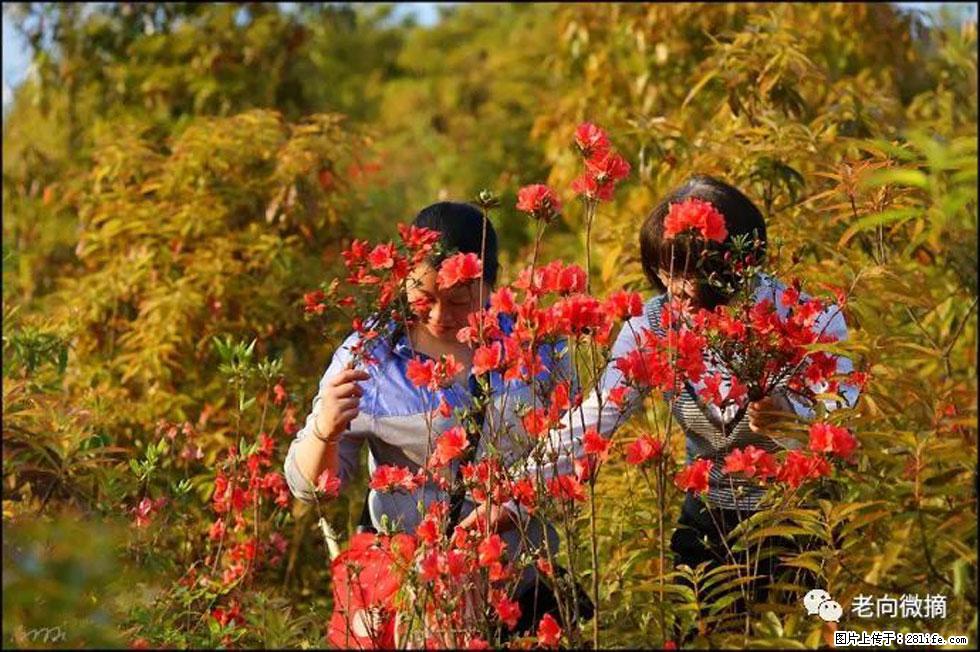 【春天，广西桂林灌阳县向您发出邀请！】登麒麟山，相约映山红 - 游山玩水 - 南平生活社区 - 南平28生活网 np.28life.net