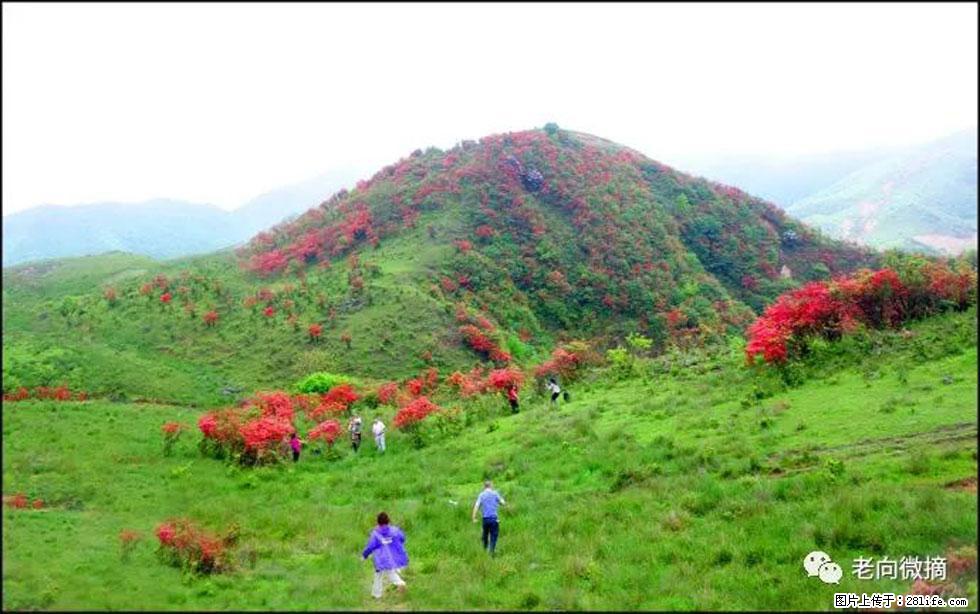 【春天，广西桂林灌阳县向您发出邀请！】宝盖山上映山红 - 游山玩水 - 南平生活社区 - 南平28生活网 np.28life.net