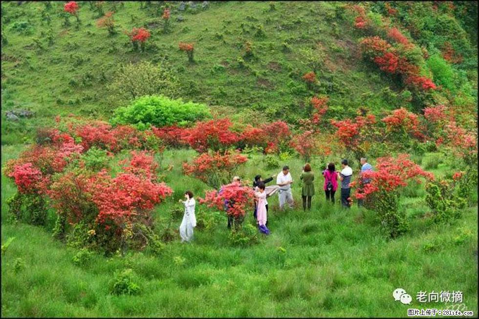 【春天，广西桂林灌阳县向您发出邀请！】宝盖山上映山红 - 游山玩水 - 南平生活社区 - 南平28生活网 np.28life.net