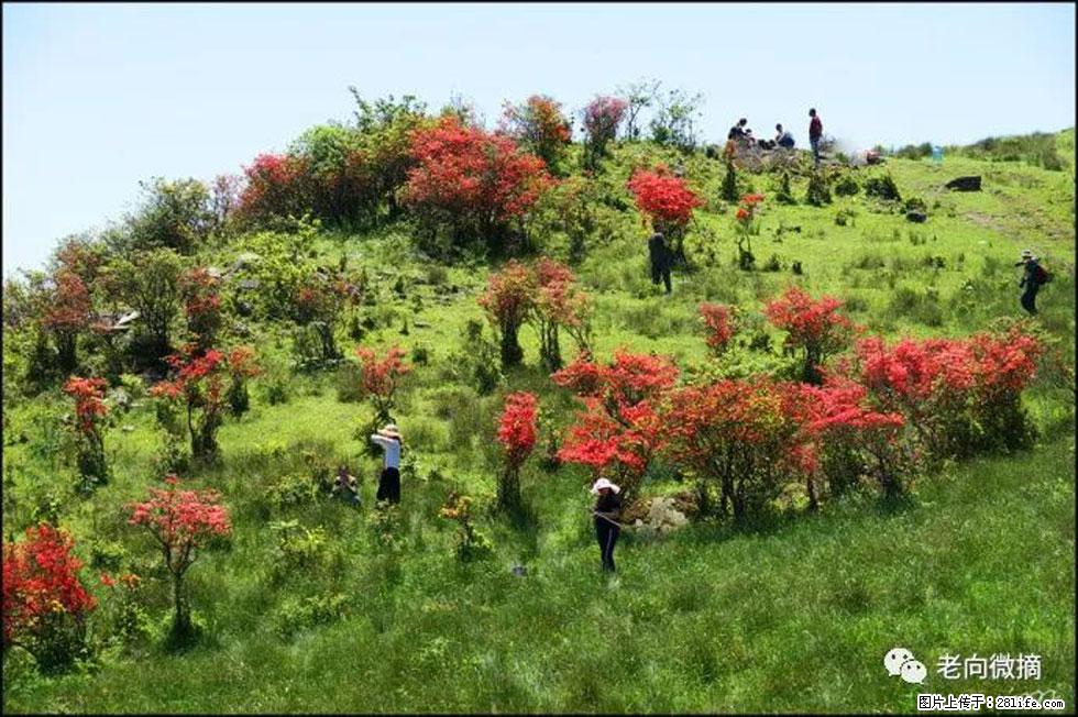 【春天，广西桂林灌阳县向您发出邀请！】宝盖山上映山红 - 游山玩水 - 南平生活社区 - 南平28生活网 np.28life.net