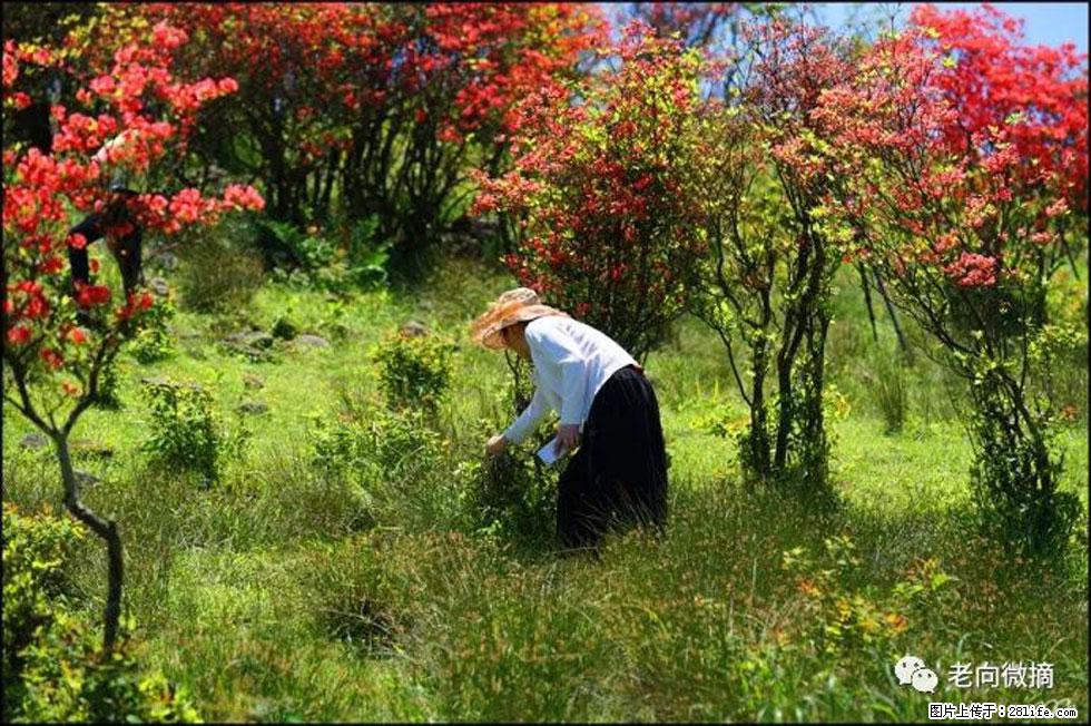 【春天，广西桂林灌阳县向您发出邀请！】宝盖山上映山红 - 游山玩水 - 南平生活社区 - 南平28生活网 np.28life.net