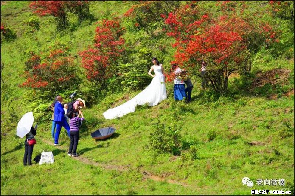 【春天，广西桂林灌阳县向您发出邀请！】宝盖山上映山红 - 游山玩水 - 南平生活社区 - 南平28生活网 np.28life.net