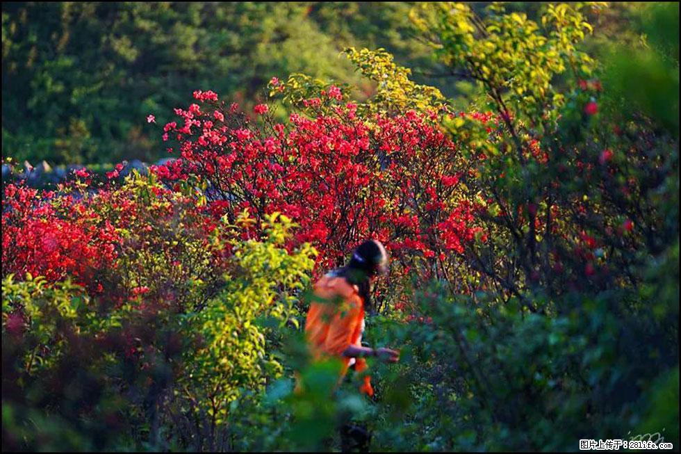 【春天，广西桂林灌阳县向您发出邀请！】春木界上映山红 - 游山玩水 - 南平生活社区 - 南平28生活网 np.28life.net