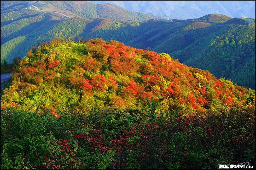 【春天，广西桂林灌阳县向您发出邀请！】春木界上映山红 - 游山玩水 - 南平生活社区 - 南平28生活网 np.28life.net