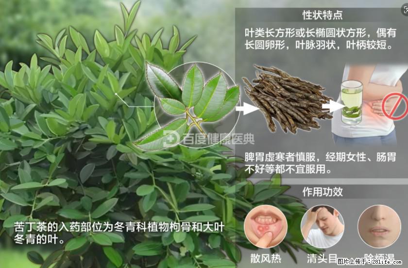 苦丁茶有哪些功效和作用 - 生活百科 - 南平生活社区 - 南平28生活网 np.28life.net