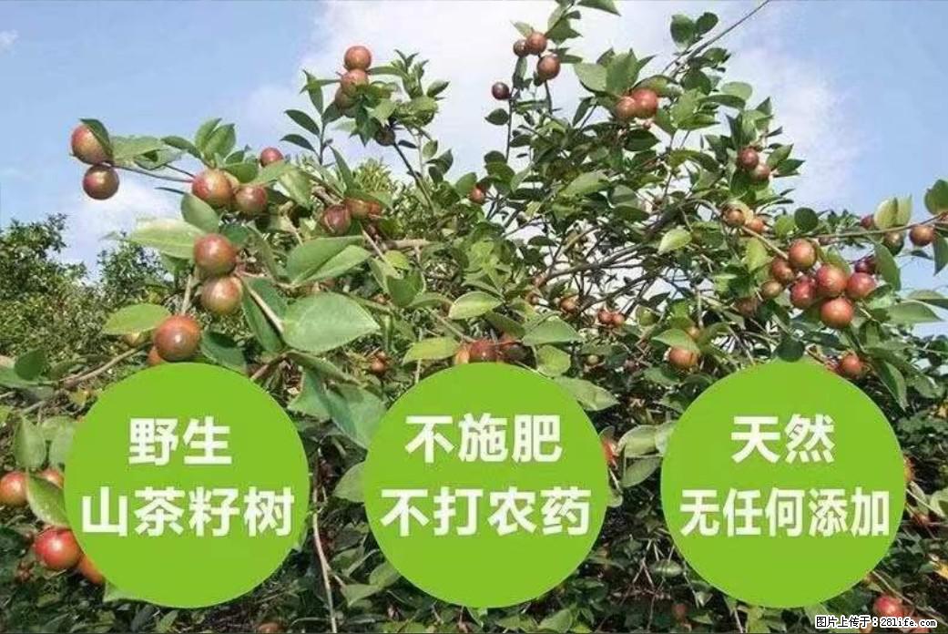 【灌阳县油茶产业示范区】一个有着充实的精神生活的人，对待身外之物自会有一种淡泊的态度 - 土特产 - 饮食特产 - 南平分类信息 - 南平28生活网 np.28life.net