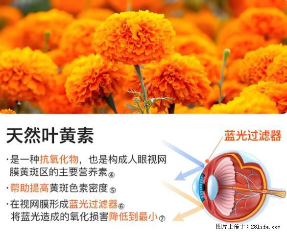 叶黄素有什么功效和作用 - 生活百科 - 南平生活社区 - 南平28生活网 np.28life.net