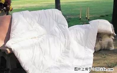 被子有异味？只要这样做，比晒太阳还强100倍！ - 家居生活 - 南平生活社区 - 南平28生活网 np.28life.net
