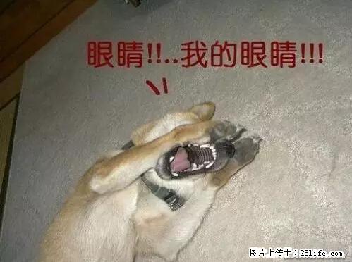 笑癫了！一女的怀孕三年未生，他终于忍不住了... - 娱乐八卦 - 南平生活社区 - 南平28生活网 np.28life.net