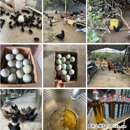 油茶园从小鸡仔开始养起的纯土鸡、土鸡蛋可以预定啦！还有前几天刚榨的纯山茶油哦 - 美食天地 - 南平生活社区 - 南平28生活网 np.28life.net