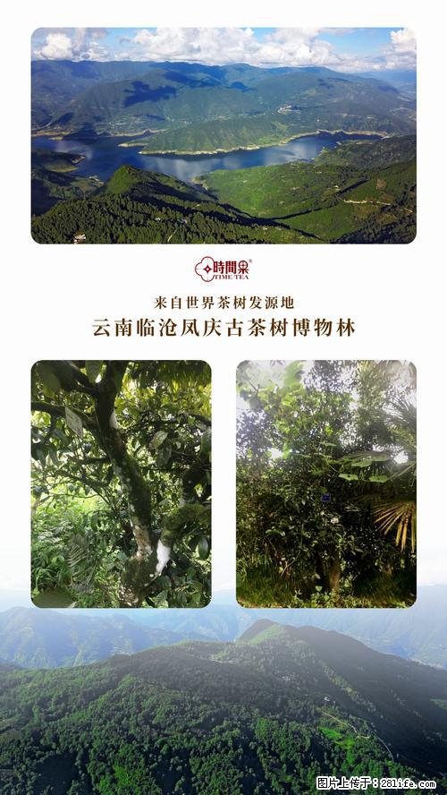 时间果百年古树2025年春红茶 - 购物交流 - 南平生活社区 - 南平28生活网 np.28life.net