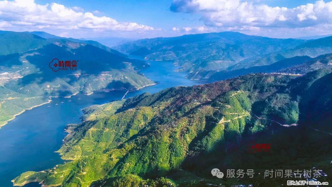 时间果百年古树龙珠普洱生茶 - 购物交流 - 南平生活社区 - 南平28生活网 np.28life.net