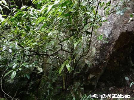 平乐石崖茶，珍贵仅次于金花茶 - 南平生活资讯 - 南平28生活网 np.28life.net