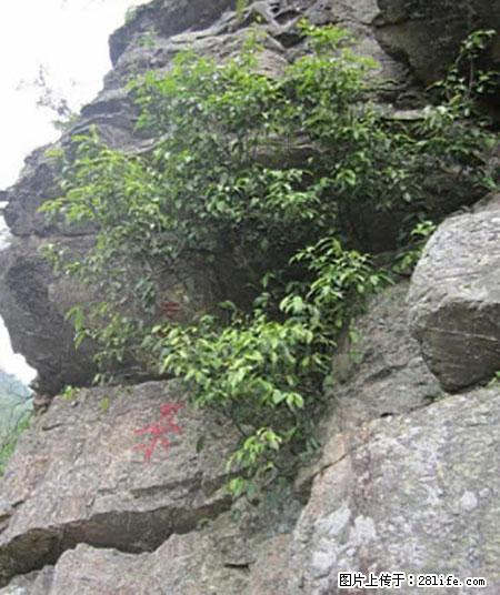 平乐石崖茶，珍贵仅次于金花茶 - 南平生活资讯 - 南平28生活网 np.28life.net